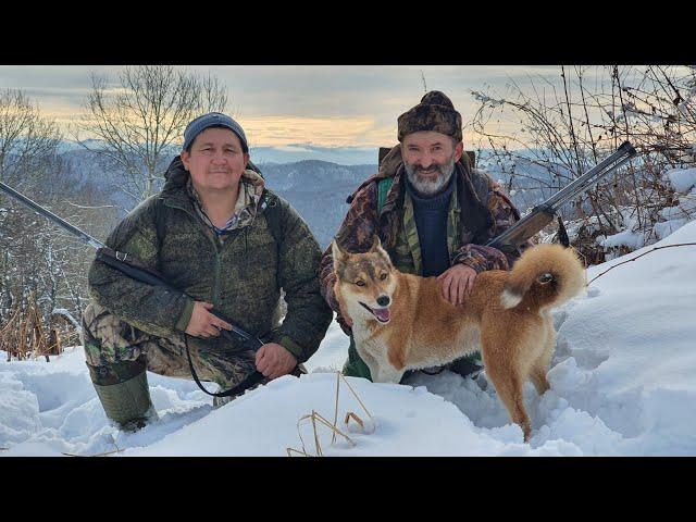 Промысел СОБОЛЯ на АЛТАЕ - будни промыслового охотника/Медведь громит избы, рассказ очевидца #1