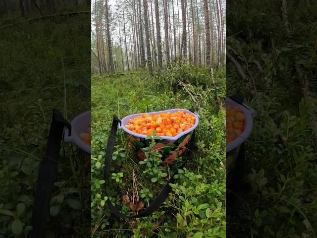 Царская ягода(морошка).