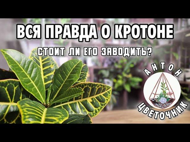 Вся правда о кротоне: стоит ли его заводить?