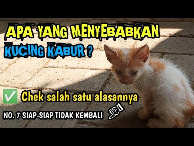 Alasan kucing pergi meninggalkan rumah - yuk chek disini