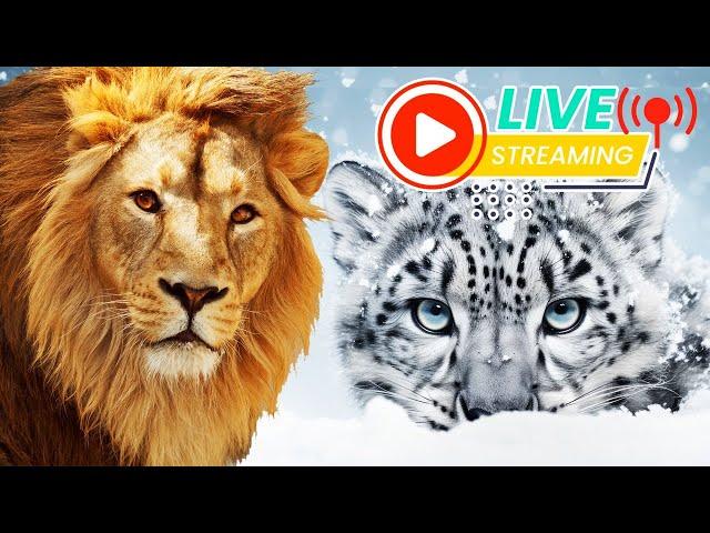 [ LIVE] Animals For Kids  FlashCards & Real Animal Videos | Kids & Toddlers Learning Video