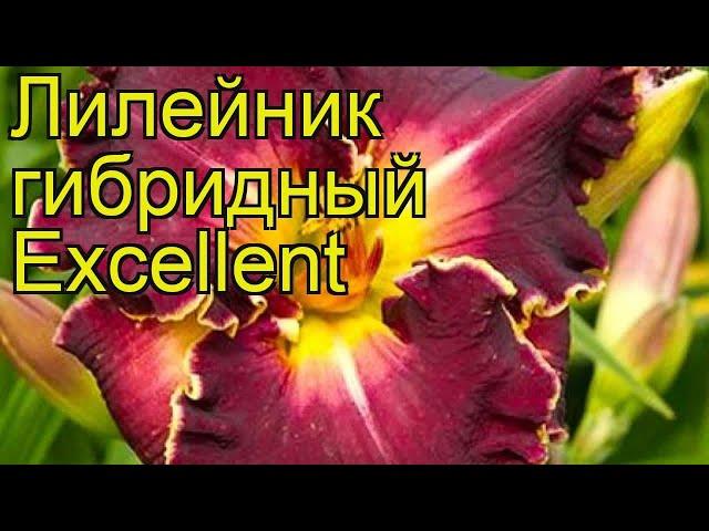 Лилейник гибридный Экселлент. Краткий обзор, описание характеристик hemerocallis Excellent