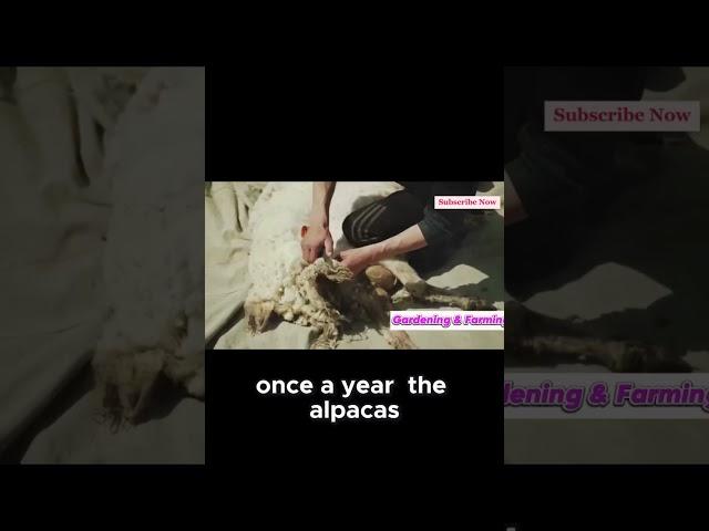 The Simple Process of Alpaca Farming #shorts