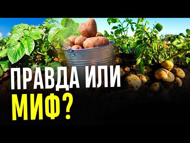 Новый способ выращивания картофеля: картофель под соломой. Эксперимент