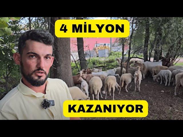 ÜNİVERSİTELİ ÇOBAN 4 MİLYON KAZANIYOR (Sadece Otlatıyorlar)