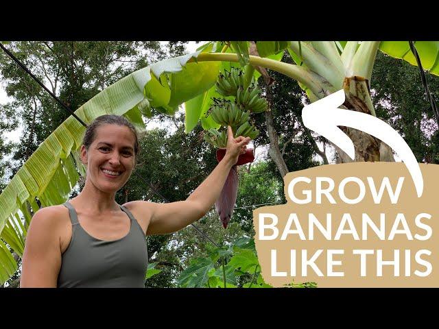 4 Essential tips for growing bananas