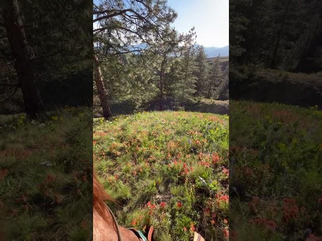Indian Paintbrushes my favorite ️ #horses #riding #mustang #mountains #indianpaintbrush #wildflower
