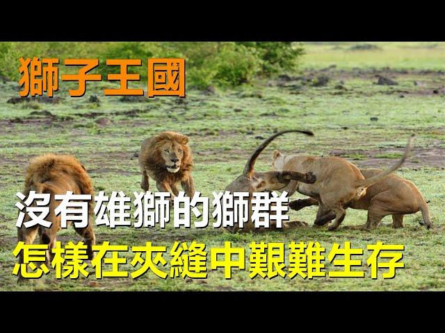 獅子王國，沒有雄獅的獅群怎樣在夾縫中艱難生存#動物世界 #獅子 #鬣狗 #野牛