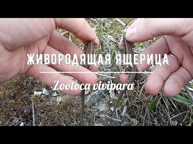 Определяем пол у живородящих ящериц (Zootoca vivipara)