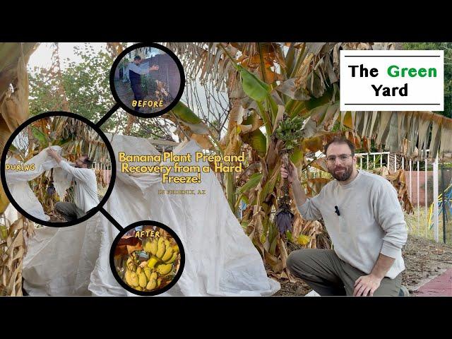 Banana Plant Prep and Recovery from a Hard Freeze in Phoenix, AZ! (The Before, During and After)