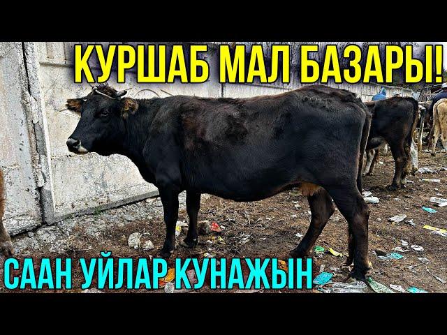 СААН УЙЛАР  БУКА КУНАЖЫН УРГААЧЫ ЭРКЕК ТОРПОК БААЛАРЫ #байтв