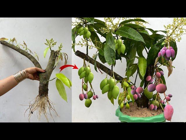 Best Skill Graft Mango Tree Growing Quickly Get a lot of benefits 100% success