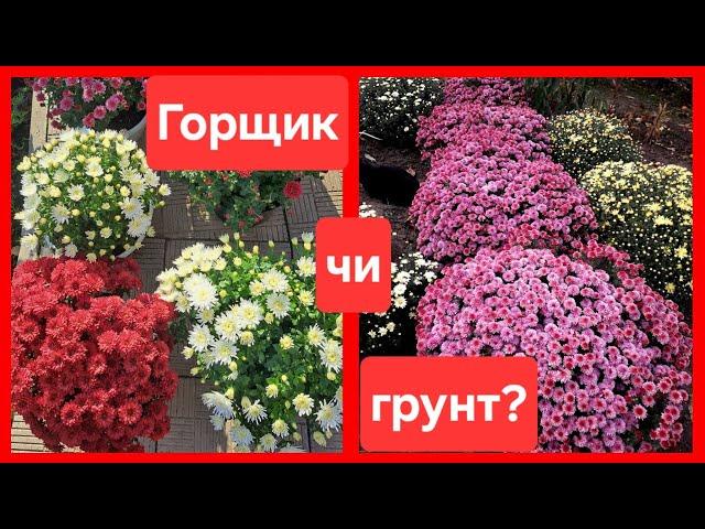 Горщик чи грунт? ХРИЗАНТЕМА вирощування,переваги,недоліки #українськийконтент #хризантема #flowers