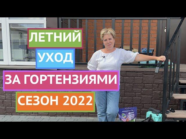 УХОД ЗА ГОРТЕНЗИЯМИ ЛЕТОМ: ПОДКОРМКИ НА ЦВЕТЕНИЕ И ОБРАБОТКИ ОТ ВРЕДИТЕЛЕЙ И БОЛЕЗНЕЙ