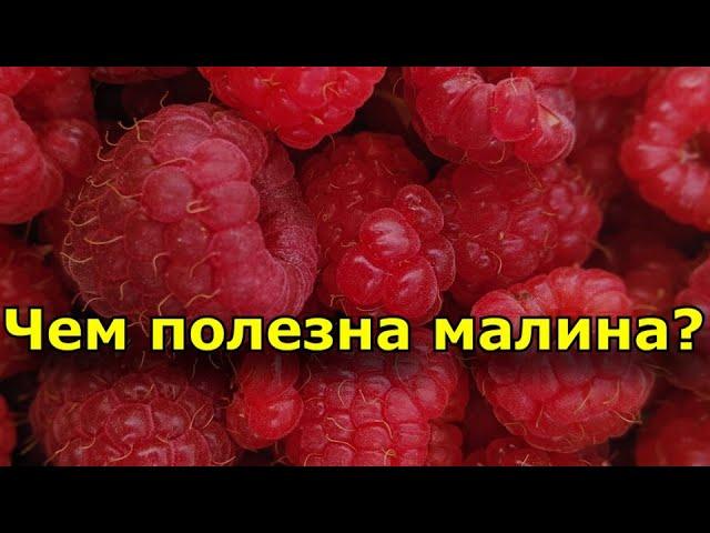 Чем полезна малина для человека