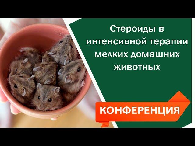 Стероиды в интенсивной терапии мелких домашних животных