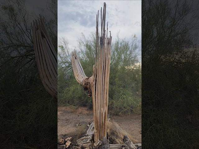 Dead Saguaro #sonorandesert #cactus #nature #shorts #fyp #cactusuncle #plants #garden #succulents