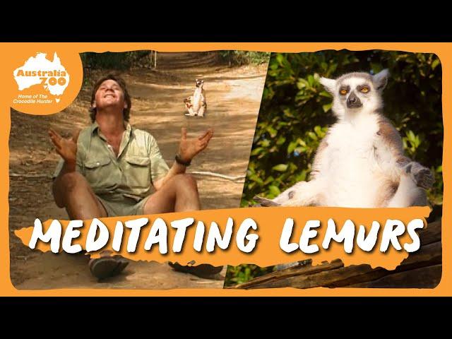 Spending a day with the Lemurs | Australia Zoo Life