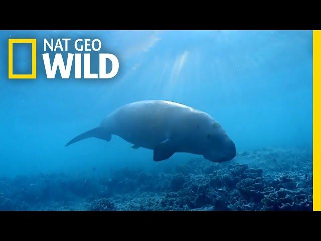 The Dugong: the Ocean's Vacuum Cleaner | Wild Egypt