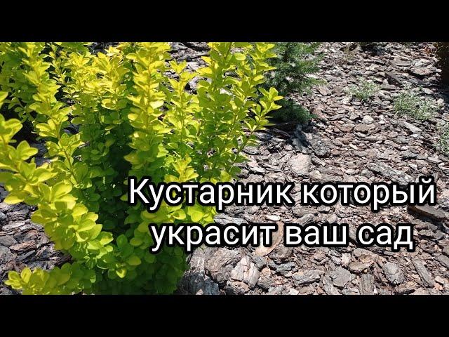 Черенкование барбариса Результат укоренения 