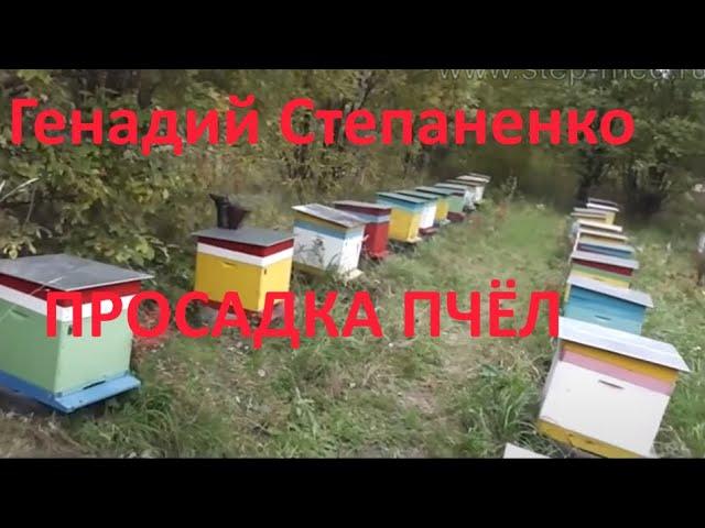 Геннадий Степаненко (факторы влияющие на просадку пчёл осенью)