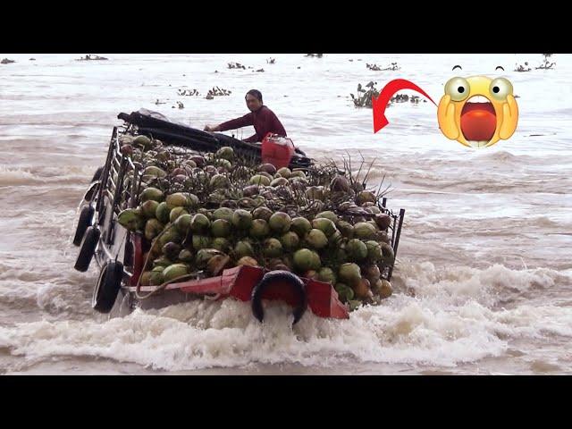 [522] The brave captain took the helm of a boat carrying coconuts and crossed the dam gate