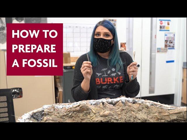 How the Burke Prepares a Fossil