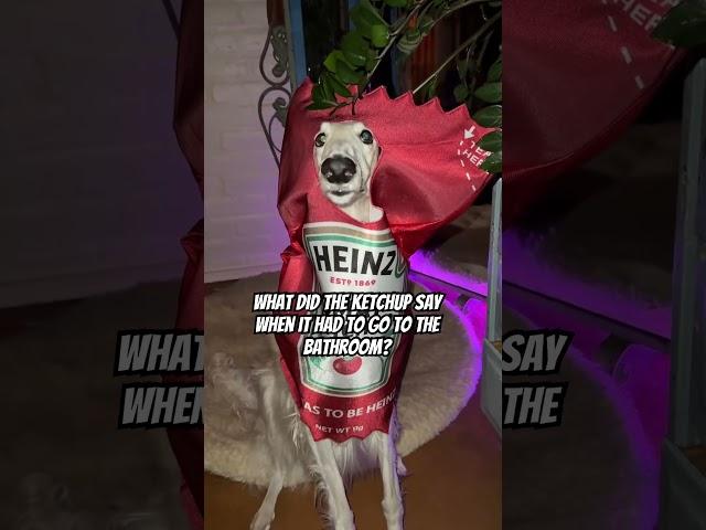 My humor is broken #borzoi #dadjoke #food #funnydogs  #cospay #costume #random #dogs #cute #joke