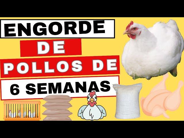 Pollos de engorde de 6 semanas