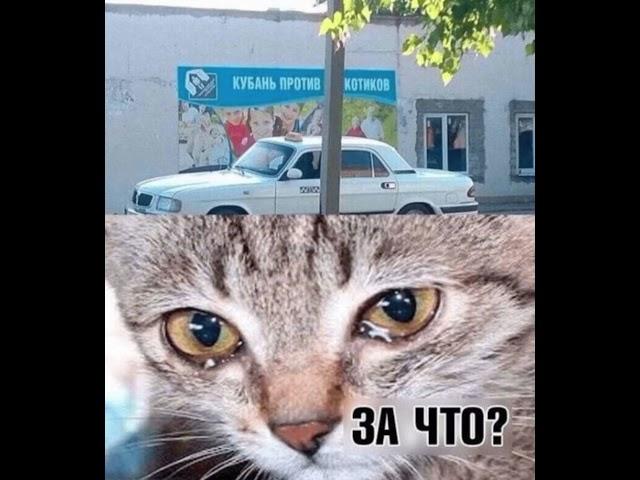 #хочуврек #мем #реки #рекомендации #говрек #р_е_к_о_м_е_н_д_а_ц_и_и_ #cat #catlover