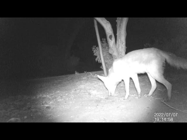 Fox eats something, sniffs the ground and makes diarrhea