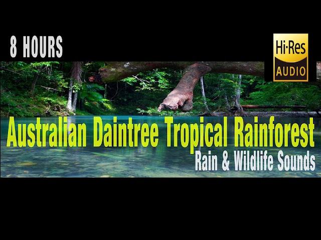 Australian Tropical Rainforest - Rain and Wildlife Sounds - Sleep Meditation Insomnia Relaxation