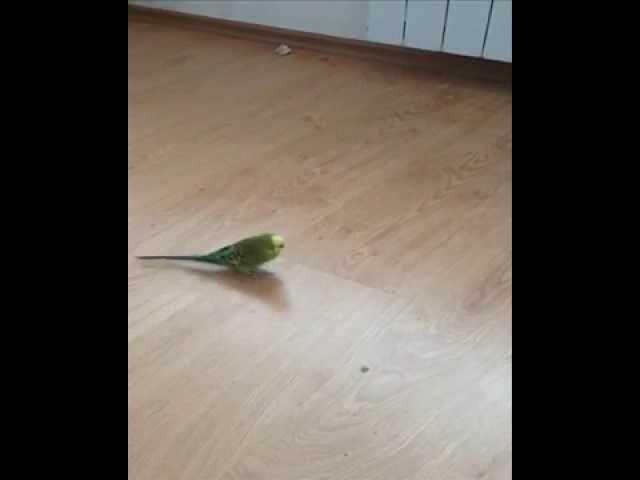 Попугай танцует лезгинку.