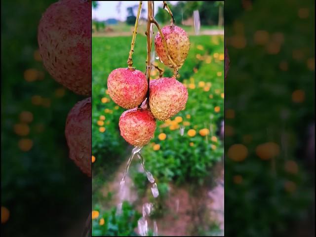 only lichi lovers ke liye || #ytshorts #shorts #food #lichi #trending