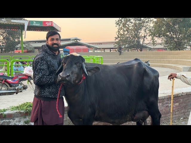 Waqar Bhindar sheikhu Pura Maal Mandi Visit/وقار بھنڈر شیخوپورہ مال منڈی وزٹ