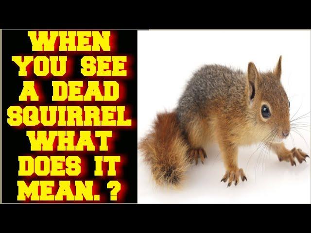 WHEN YOU SEE A DEAD SQUIRREL WHAT DOES IT MEAN ?