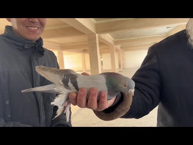 Едим на рынок голубей ️ 15 01 2023 г