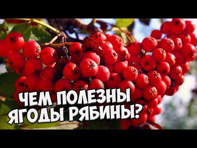 ЯГОДЫ РЯБИНЫ   Рябина обыкновенная свойства ХиТСАД РУ