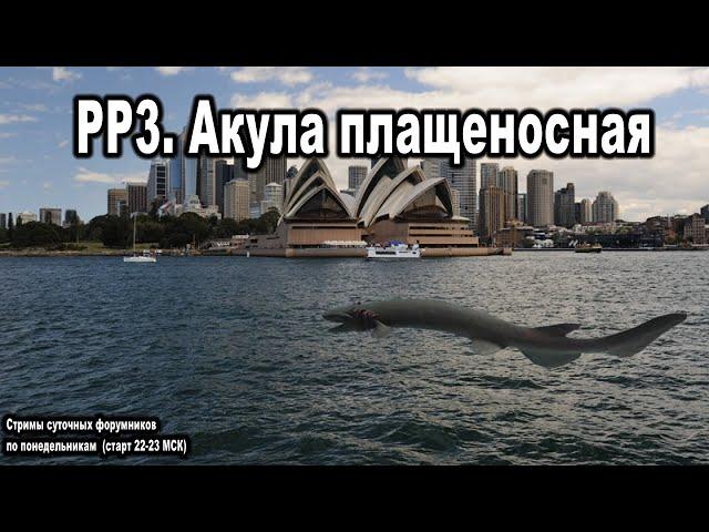 Русская Рыбалка 3 (Russian Fishing). Акула плащеносная.