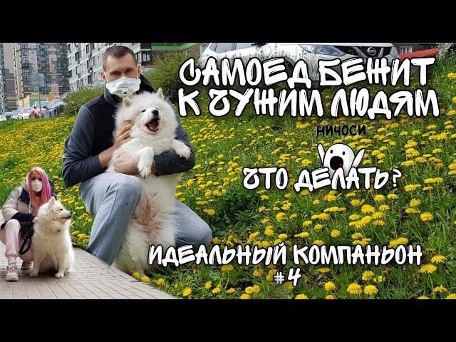 Самоед бежит к чужим людям, что делать