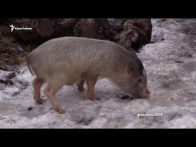 Why in the Crimea broke African swine fever