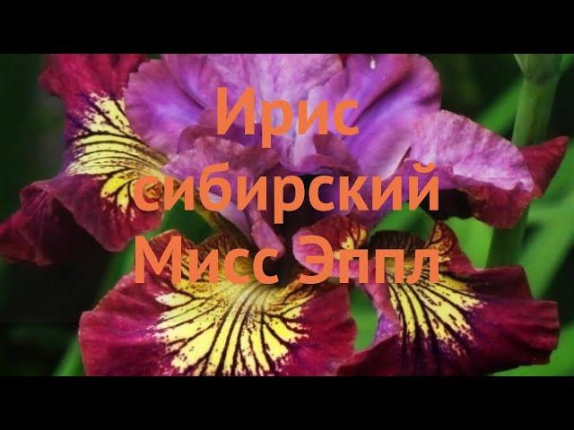 Ирис сибирский Мисс Эппл (iris sibirica)  ирис Мисс Эппл обзор: как сажать саженцы ириса Мисс Эппл