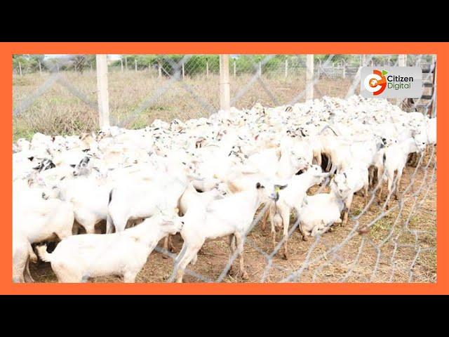 | Kenya's Gold | Taking Care of Galla Goats - Agri-Nation