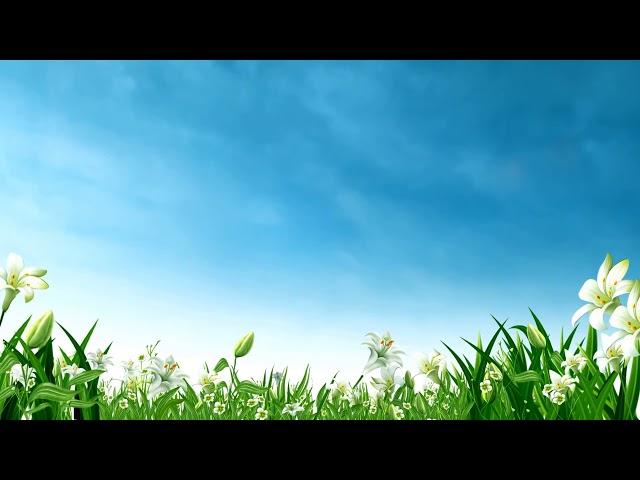 Flowers and sky - HD background video