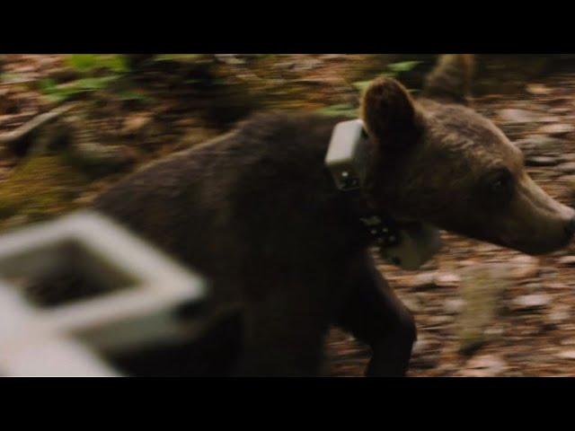 Bulgaria releases 3 bear cubs into the wild