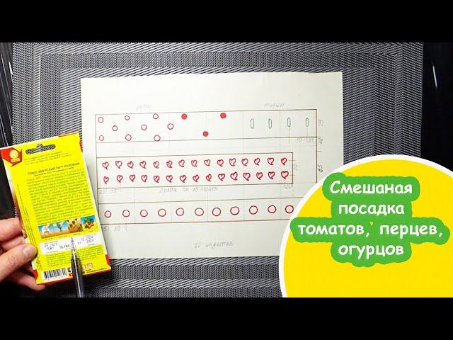 Смешанная посадка в теплице 3 на 6 метров томатов, перцев, огурцов в 2022 году / Схема