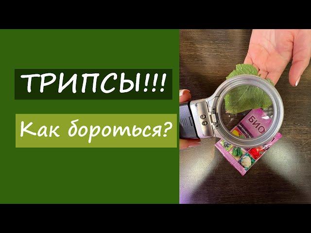 Трипсы. Как бороться?