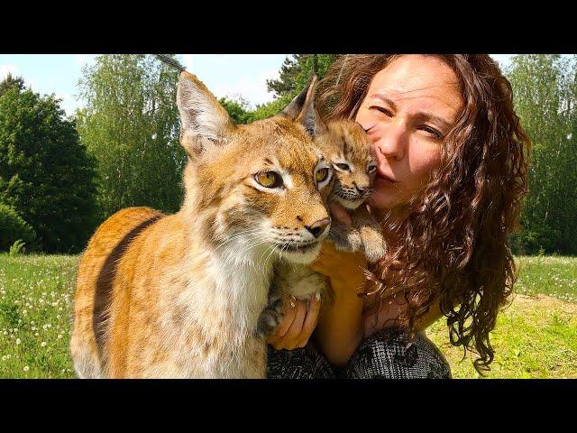 LYNX KITTEN fought back the lynx Martin / Sand kittens bark and hiss