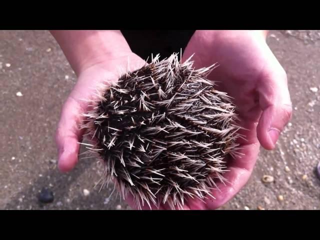 Live sea urchin