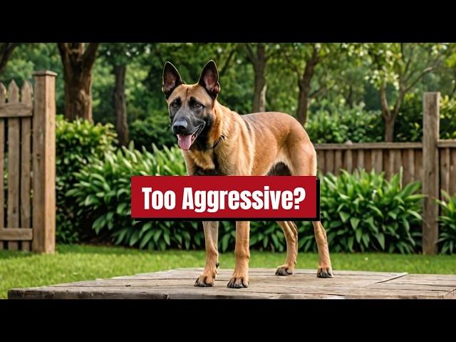 Is the BELGIAN MALINOIS the Friendliest Guard Dog Breed? | Malinois | Dog Training